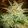 Star 47 Feminized Marijuana Strain by World of Seeds For Sale Online at Cannabis Seeds Outlet