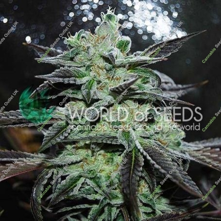 Strawberry Blue Feminized Marijuana Strain by World of Seeds For Sale Online at Cannabis Seeds Outlet