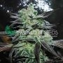 Strawberry Blue Feminized Marijuana Strain by World of Seeds For Sale Online at Cannabis Seeds Outlet