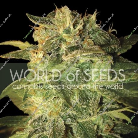 Sugar Mango Ryder Auto Feminized Marijuana Strain by World of Seeds For Sale Online at Cannabis Seeds Outlet