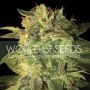 Sugar Mango Ryder Auto Feminized Marijuana Strain by World of Seeds For Sale Online at Cannabis Seeds Outlet