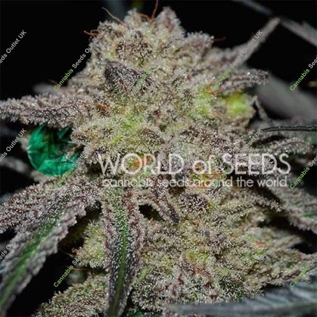 Tonic Ryder Auto Feminized Marijuana Strain by World of Seeds For Sale Online at Cannabis Seeds Outlet
