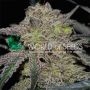 Tonic Ryder Auto Feminized Marijuana Strain by World of Seeds For Sale Online at Cannabis Seeds Outlet