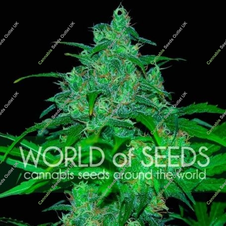 Wild Thailand Regular Marijuana Strain by World of Seeds For Sale Online at Cannabis Seeds Outlet