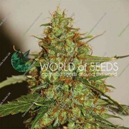 Wild Thailand Ryder Auto Feminized Marijuana Strain by World of Seeds For Sale Online at Cannabis Seeds Outlet