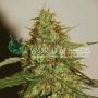 Wild Thailand Ryder Auto Feminized Marijuana Strain by World of Seeds For Sale Online at Cannabis Seeds Outlet