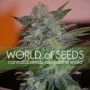 Yumbolt 47 Feminized Marijuana Strain by World of Seeds For Sale Online at Cannabis Seeds Outlet