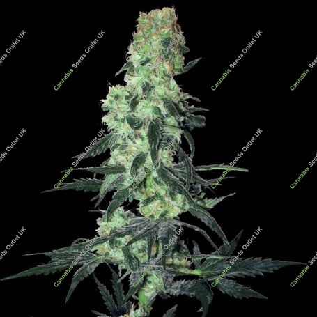Amnesia Marijuana Strain by White Label For Sale Online at Cannabis Seeds Outlet