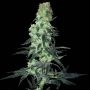 Amnesia Marijuana Strain by White Label For Sale Online at Cannabis Seeds Outlet