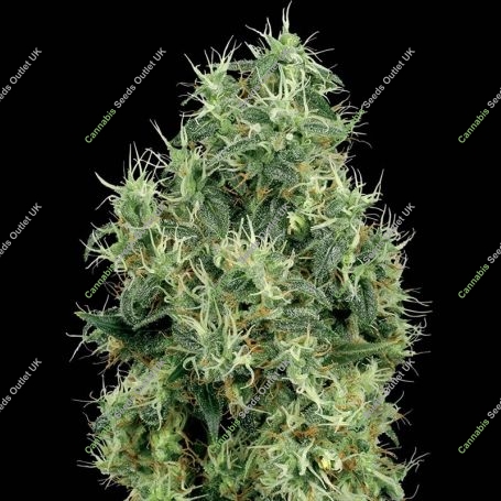 Bleu Berries Regular Marijuana Strain by White Label For Sale Online at Cannabis Seeds Outlet
