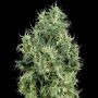 Bleu Berries Regular Marijuana Strain by White Label For Sale Online at Cannabis Seeds Outlet
