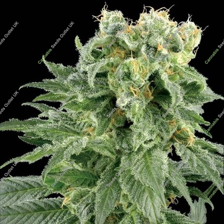 Double Gum Regular Marijuana Strain by White Label For Sale Online at Cannabis Seeds Outlet