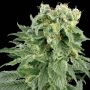 Double Gum Regular Marijuana Strain by White Label For Sale Online at Cannabis Seeds Outlet