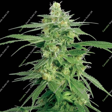 Hollands Hope Regular Marijuana Strain by White Label For Sale Online at Cannabis Seeds Outlet