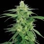 Hollands Hope Regular Marijuana Strain by White Label For Sale Online at Cannabis Seeds Outlet
