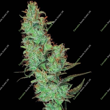 Jack Herer Regular Marijuana Strain by White Label For Sale Online at Cannabis Seeds Outlet