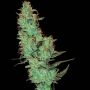 Jack Herer Regular Marijuana Strain by White Label For Sale Online at Cannabis Seeds Outlet
