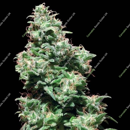 Kali Haze Regular Marijuana Strain by White Label For Sale Online at Cannabis Seeds Outlet