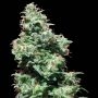 Kali Haze Regular Marijuana Strain by White Label For Sale Online at Cannabis Seeds Outlet