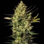 Master Kush Auto Feminized Marijuana Strain by White Label For Sale Online at Cannabis Seeds Outlet