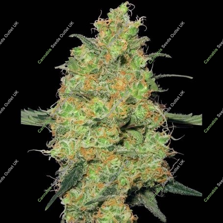 Master Kush Feminized Marijuana Strain by White Label For Sale Online at Cannabis Seeds Outlet
