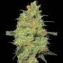 Master Kush Feminized Marijuana Strain by White Label For Sale Online at Cannabis Seeds Outlet