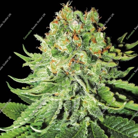 Northern Lights Auto Feminized Marijuana Strain by White Label For Sale Online at Cannabis Seeds Outlet