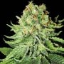 Northern Lights Auto Feminized Marijuana Strain by White Label For Sale Online at Cannabis Seeds Outlet