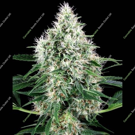 Power Plant Auto Feminized Marijuana Strain by White Label For Sale Online at Cannabis Seeds Outlet