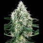 Power Plant Auto Feminized Marijuana Strain by White Label For Sale Online at Cannabis Seeds Outlet