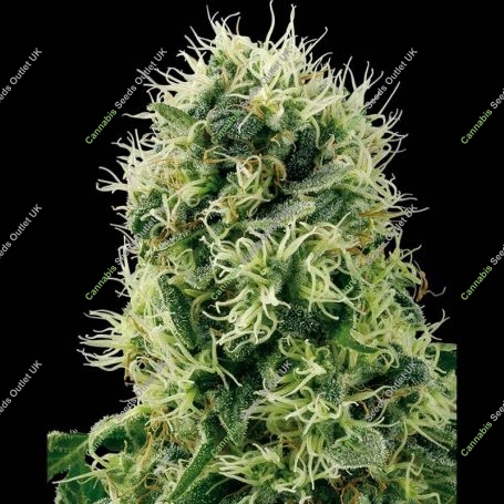 Pure Power Plant Feminized Marijuana Strain by White Label For Sale Online at Cannabis Seeds Outlet