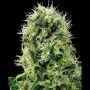 Pure Power Plant Feminized Marijuana Strain by White Label For Sale Online at Cannabis Seeds Outlet