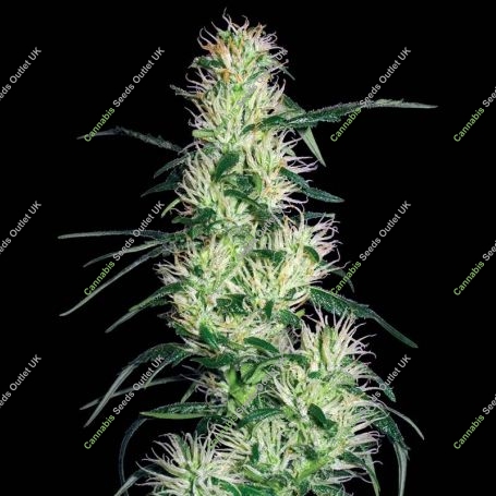 Purple Haze Feminized Marijuana Strain by White Label For Sale Online at Cannabis Seeds Outlet