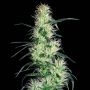 Purple Haze Feminized Marijuana Strain by White Label For Sale Online at Cannabis Seeds Outlet
