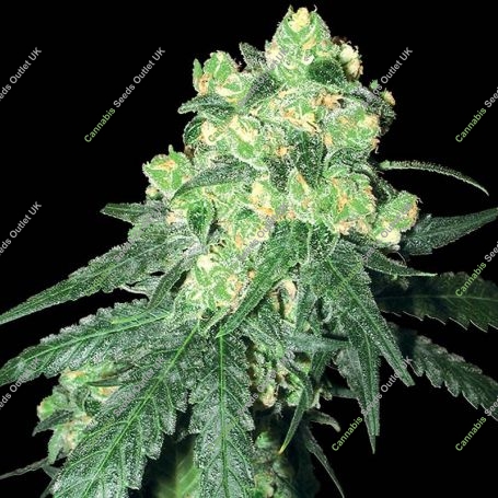 Rhino Regular Marijuana Strain by White Label For Sale Online at Cannabis Seeds Outlet