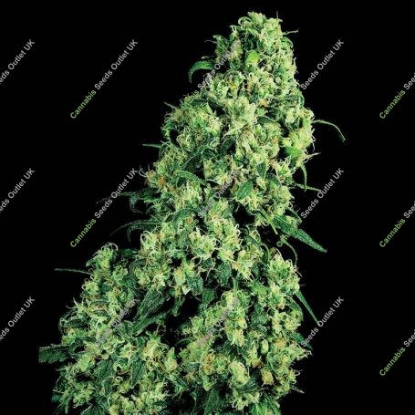 Skunk No.1 Auto Feminized Marijuana Strain by White Label For Sale Online at Cannabis Seeds Outlet