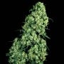 Skunk No.1 Auto Feminized Marijuana Strain by White Label For Sale Online at Cannabis Seeds Outlet