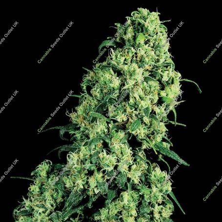 Skunk No.1 Feminized Marijuana Strain by White Label For Sale Online at Cannabis Seeds Outlet