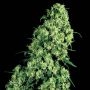 Skunk No.1 Feminized Marijuana Strain by White Label For Sale Online at Cannabis Seeds Outlet