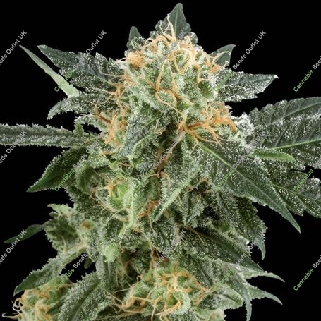 Snow Ryder Auto Feminized Marijuana Strain by White Label For Sale Online at Cannabis Seeds Outlet