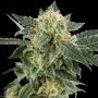 Snow Ryder Auto Feminized Marijuana Strain by White Label For Sale Online at Cannabis Seeds Outlet