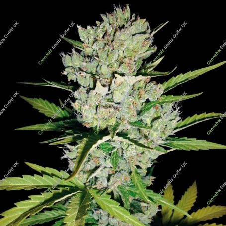 Super Skunk Auto Feminized Marijuana Strain by White Label For Sale Online at Cannabis Seeds Outlet