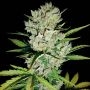 Super Skunk Auto Feminized Marijuana Strain by White Label For Sale Online at Cannabis Seeds Outlet