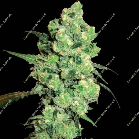 Super Skunk Regular Marijuana Strain by White Label For Sale Online at Cannabis Seeds Outlet