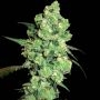 Super Skunk Regular Marijuana Strain by White Label For Sale Online at Cannabis Seeds Outlet