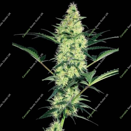 White Diesel Feminized Marijuana Strain by White Label For Sale Online at Cannabis Seeds Outlet