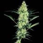 White Diesel Feminized Marijuana Strain by White Label For Sale Online at Cannabis Seeds Outlet