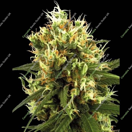 White Haze Auto Feminized Marijuana Strain by White Label For Sale Online at Cannabis Seeds Outlet