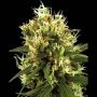 White Haze Auto Feminized Marijuana Strain by White Label For Sale Online at Cannabis Seeds Outlet
