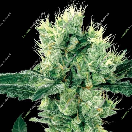 White Haze Regular Marijuana Strain by White Label For Sale Online at Cannabis Seeds Outlet